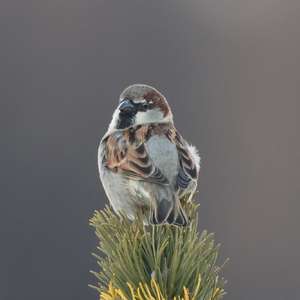 House Sparrow