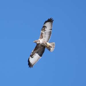 Common Buzzard