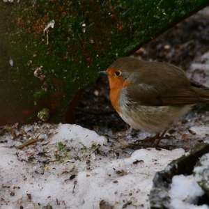 European Robin