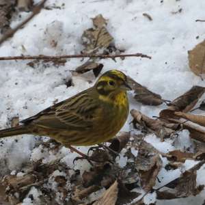 Yellowhammer