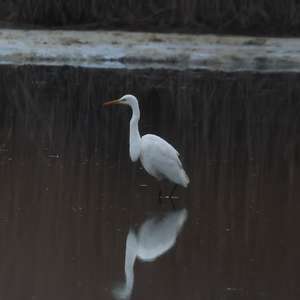 Great Egret