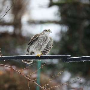 Eurasian Sparrowhawk
