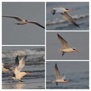 Caspian Tern