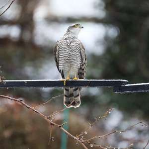 Eurasian Sparrowhawk