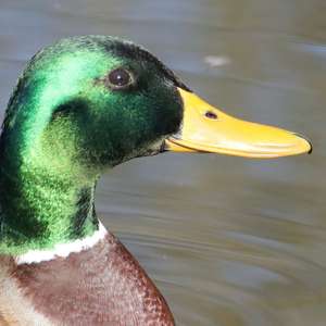 Mallard
