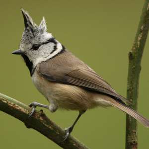 Crested Tit