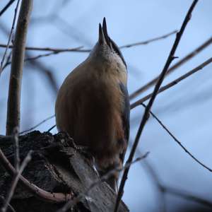 Wood Nuthatch
