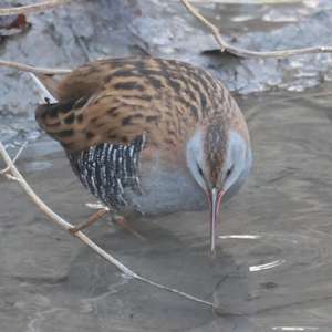 Water Rail