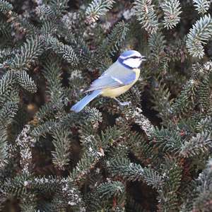 Blue Tit