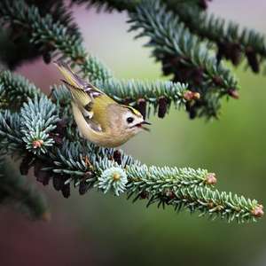 Goldcrest