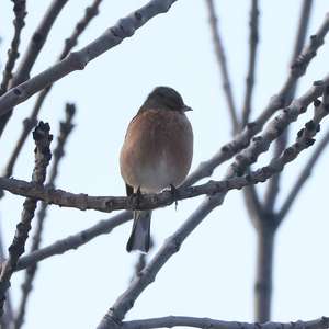 Eurasian Chaffinch