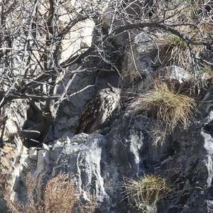 Eurasian Eagle-owl