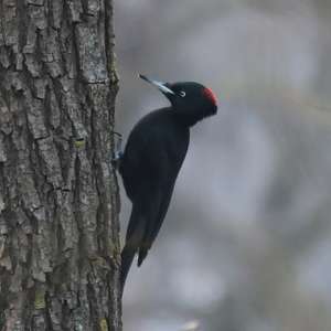 Black woodpecker