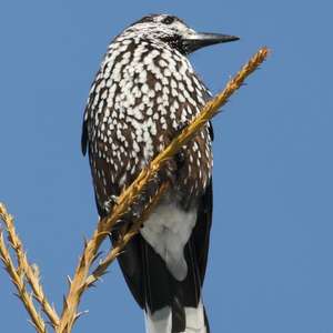 Spotted Nutcracker