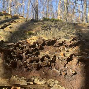 Gezonter Ohrlappenpilz