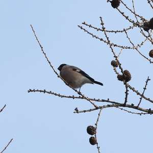 Eurasian Bullfinch