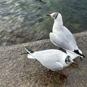 Black-headed Gull