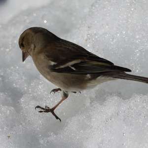 Eurasian Chaffinch
