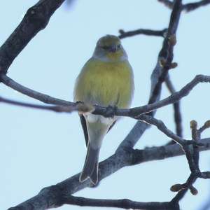 Alpine Citril Finch