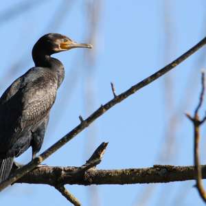 Great Cormorant