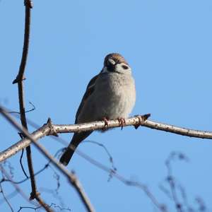 Eurasian Tree Sparrow