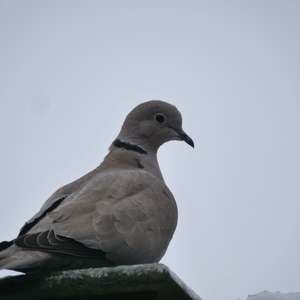 Eurasian Collared-dove