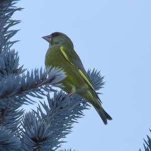 European Greenfinch