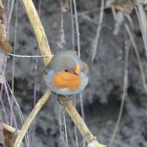 European Robin