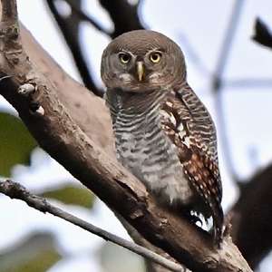 Jungle Owlet