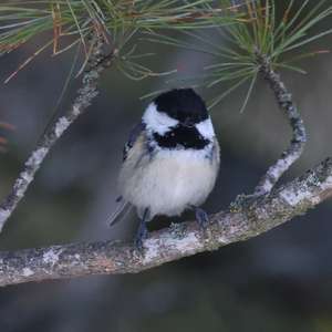 Coal Tit