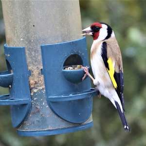 European Goldfinch