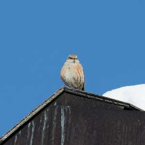 Alpine Accentor
