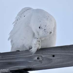 Snowy Owl