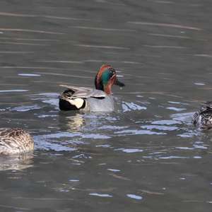 Common Teal