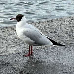 Black-headed Gull