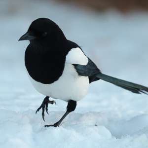 Black-billed Magpie