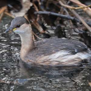 Little Grebe