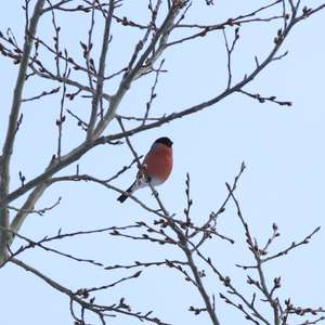 Eurasian Bullfinch