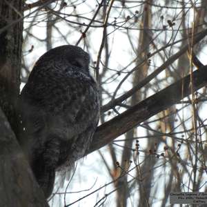 Great Grey Owl