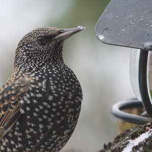 Common Starling