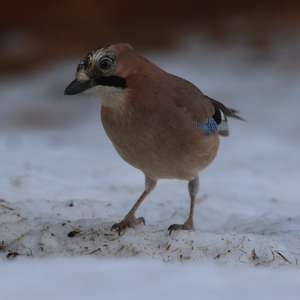 Eurasian Jay