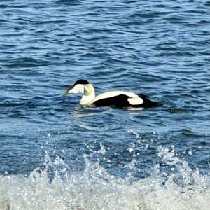 Common Eider