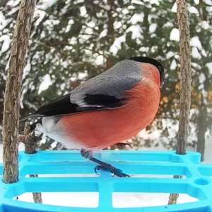 Eurasian Bullfinch