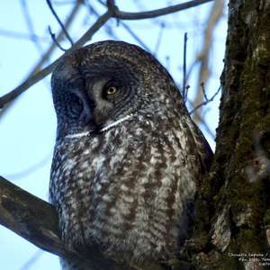 Great Grey Owl