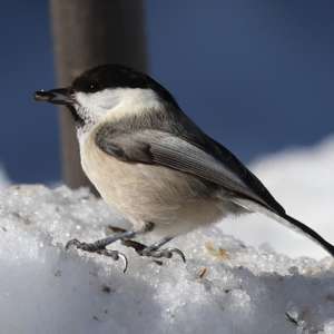 Willow Tit