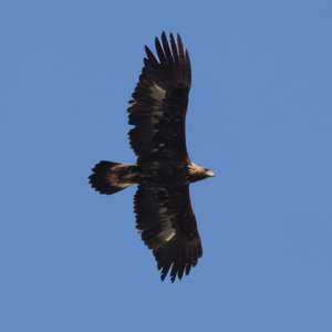 Golden Eagle