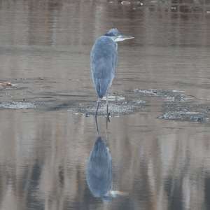 Grey Heron