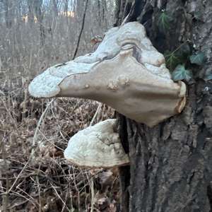 Tinder Polypore