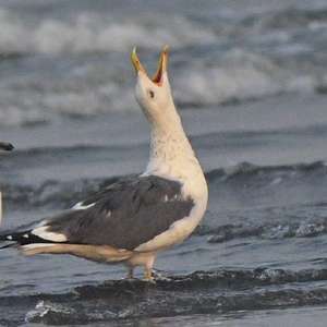 Lesser Black-backed Gull