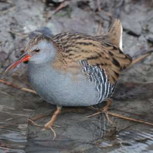 Water Rail